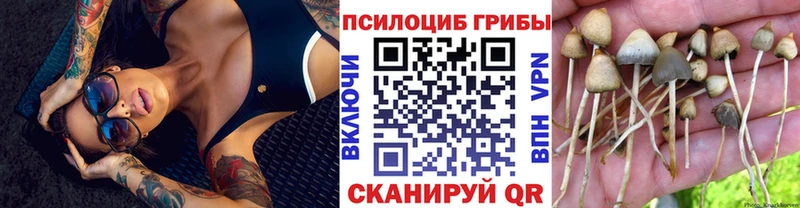 Псилоцибиновые грибы Cubensis  Шимановск 